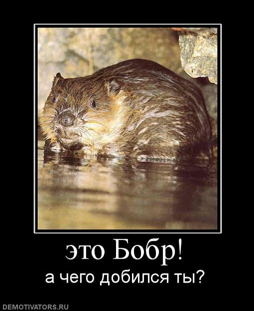Бобер смешной