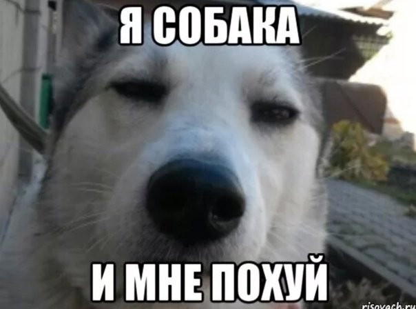 Я собака Мем