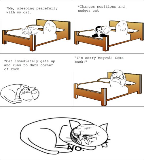 Мемы про котов в кровати