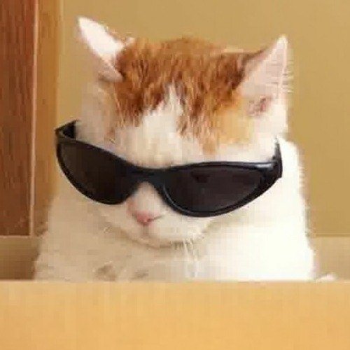 Кот в очке Мем