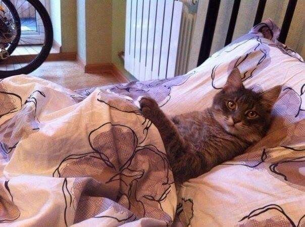 Смешной кот на кровати