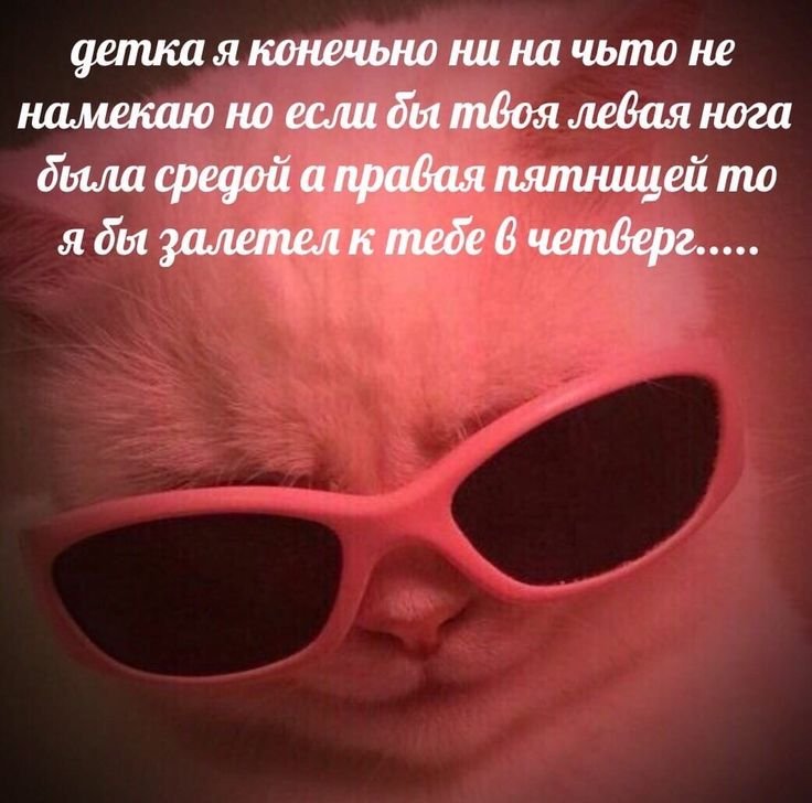 Модные котики в очках