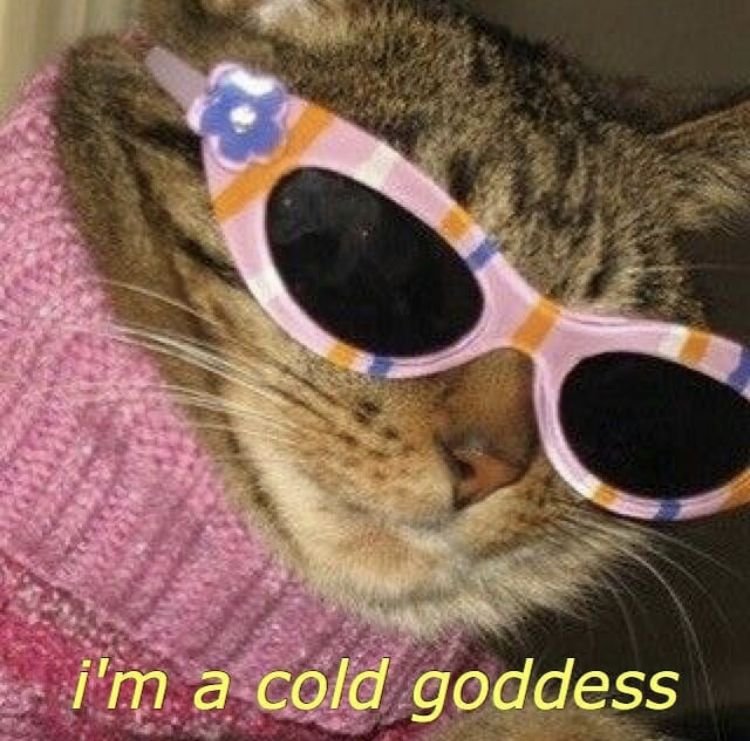 Модные котики в очках