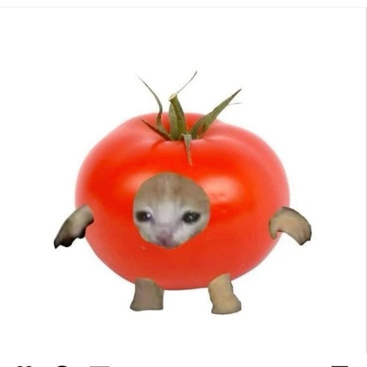 Кот яблочко