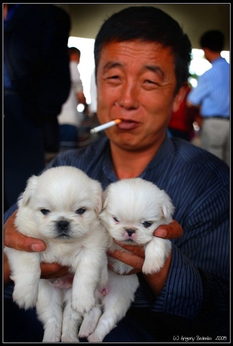 Мемы про корейцев и собак