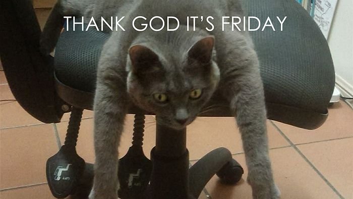 Коты мемы про пятницу