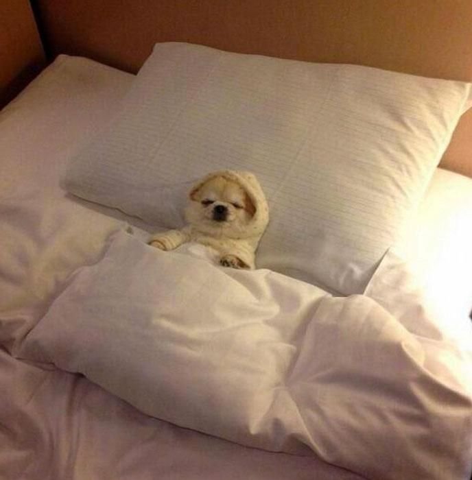 Спокойной ночи с животными прикольные