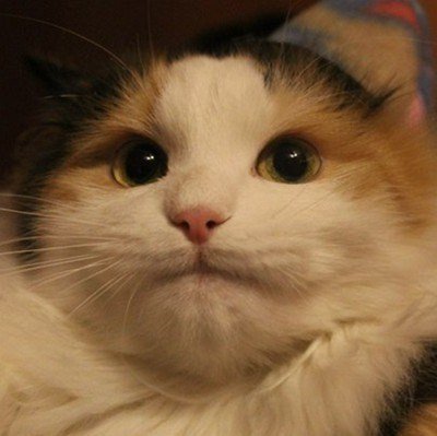 Непонимающий кот