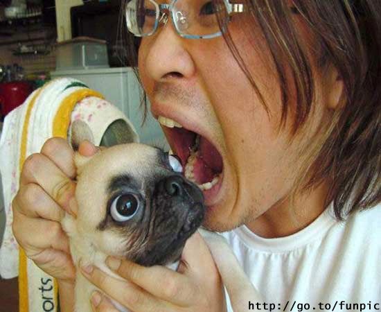 Корейцы и собаки приколы