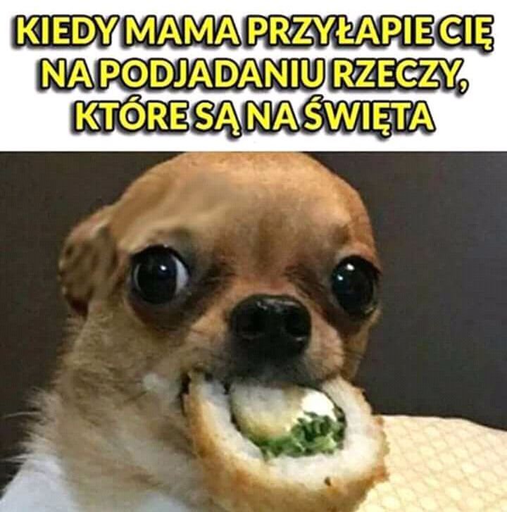 Собака с суши во рту