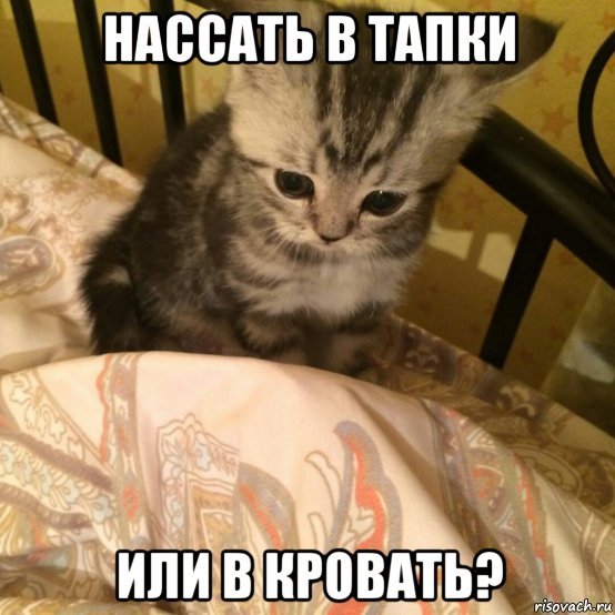 Кот нагадил на кровать