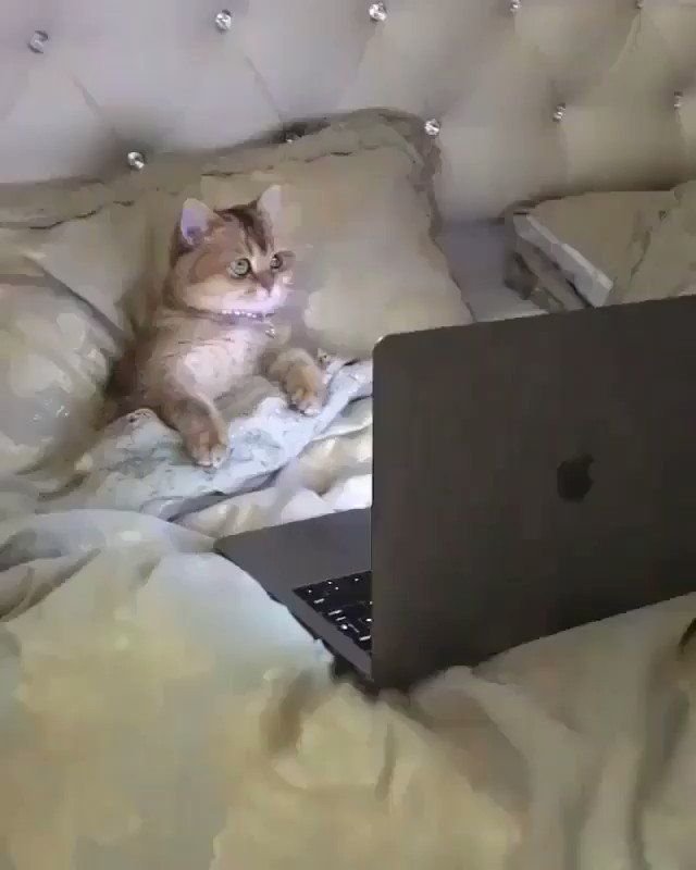 Кот с ноутбуком