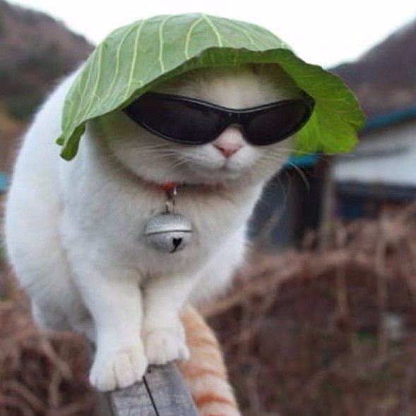 Кот в очках