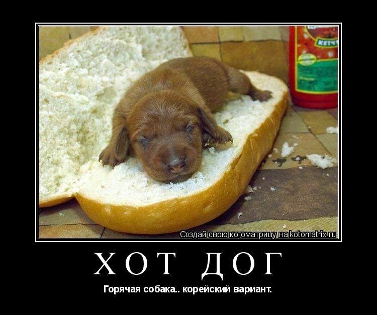 Мемы про корейцев и собак