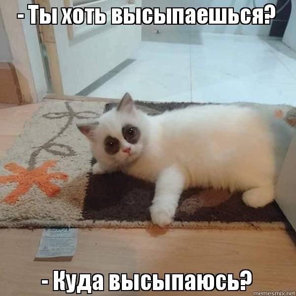 Куда высыпаюсь Мем кот