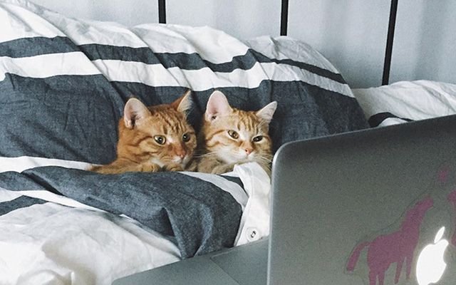 Котик лежит