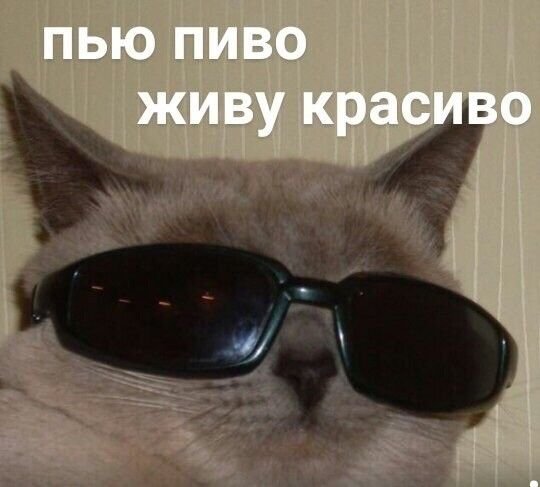 Кот в очках