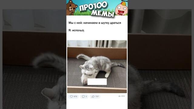 Затем кот Мем