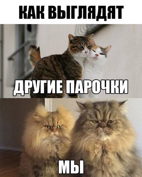 Смешные мемы с котами