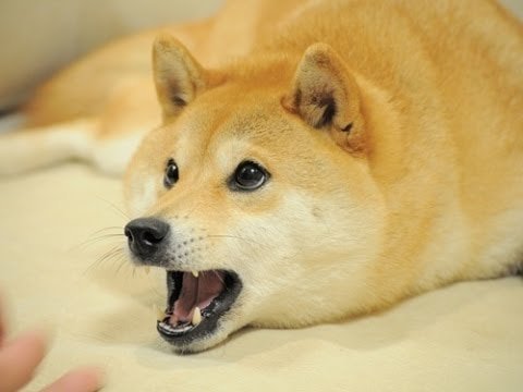 Сиба-ину Doge