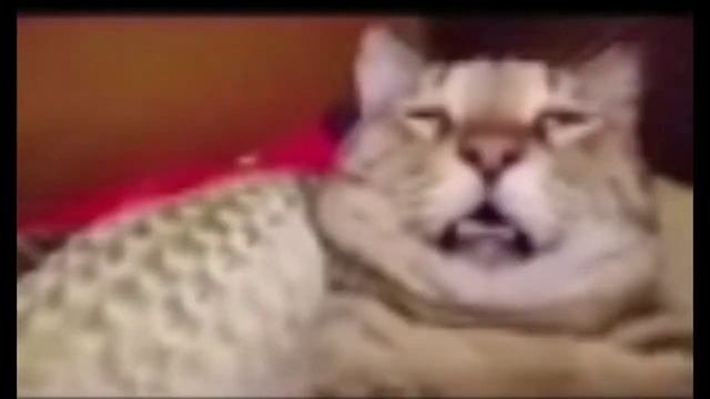 Кот откинулся