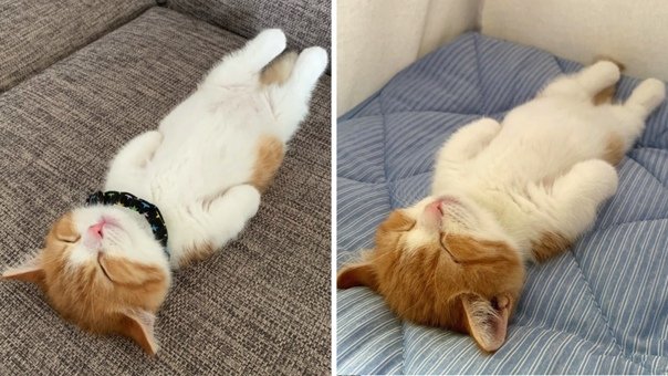 Котик лежит на спине