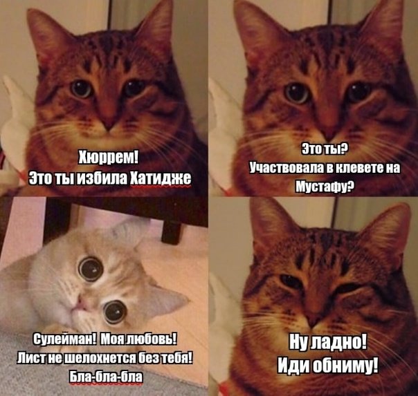 Добродушный кот Мем