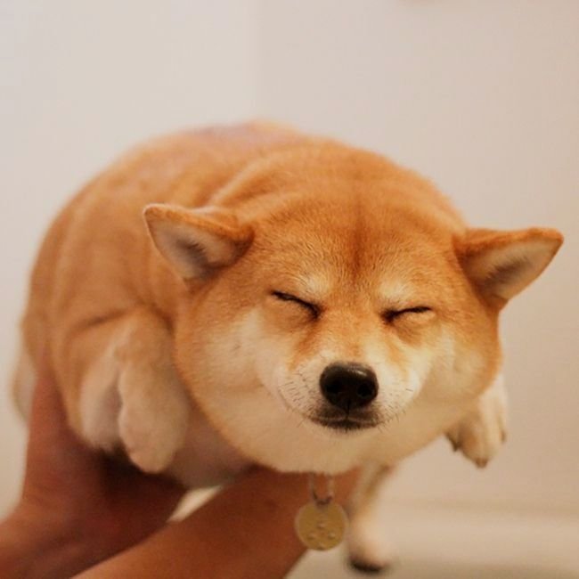 Сиба ину доги