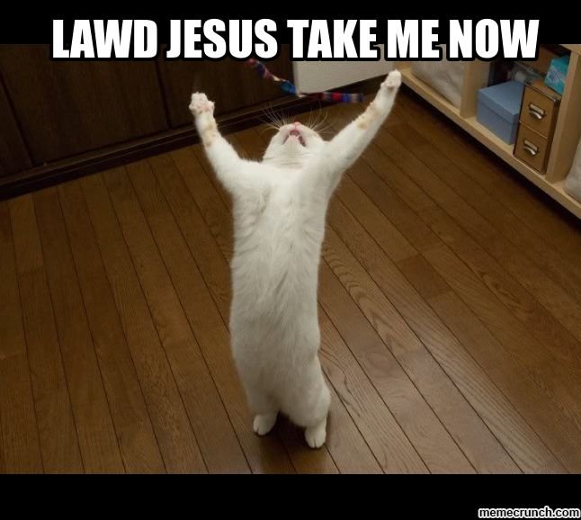 Котик нееет