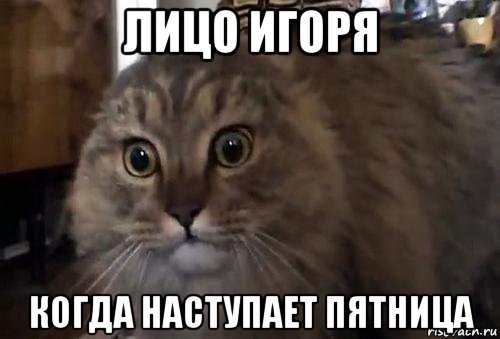 Мем ноу ноу ноу