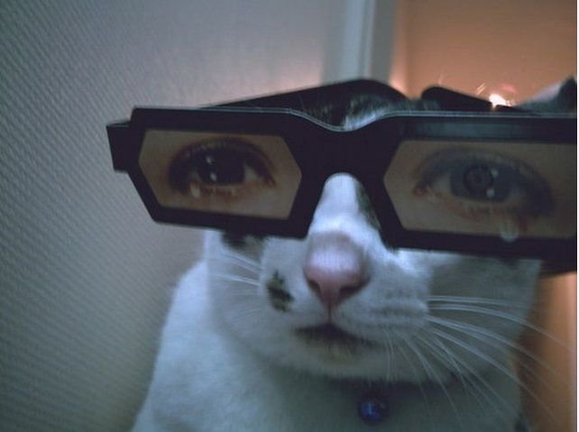 Крутой кот с очками