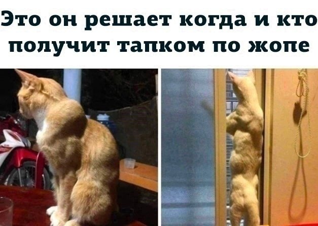 Кот с мускулами