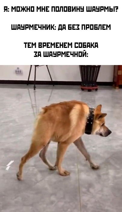 Квазимодо собака овчарка