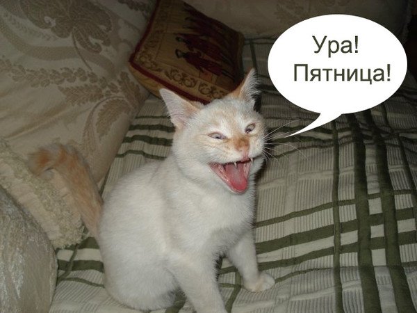 Пятница коты