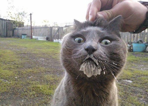 Кот в сметане