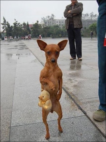 Пинчер карликовый лысый