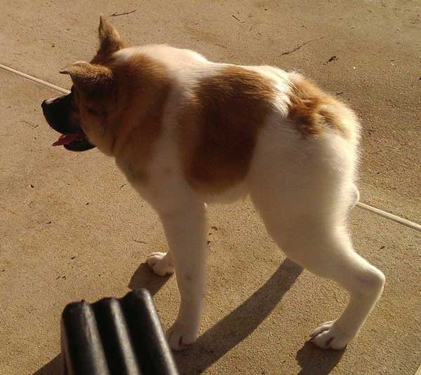 Собака с горбом