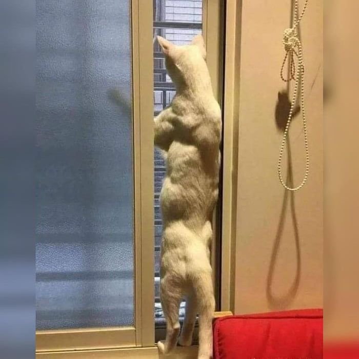 Кот с мускулами