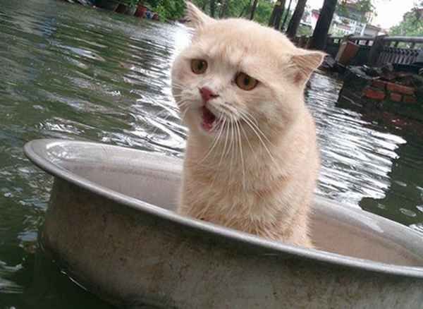 Коты в тазу