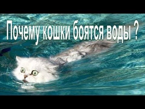Котик в воде