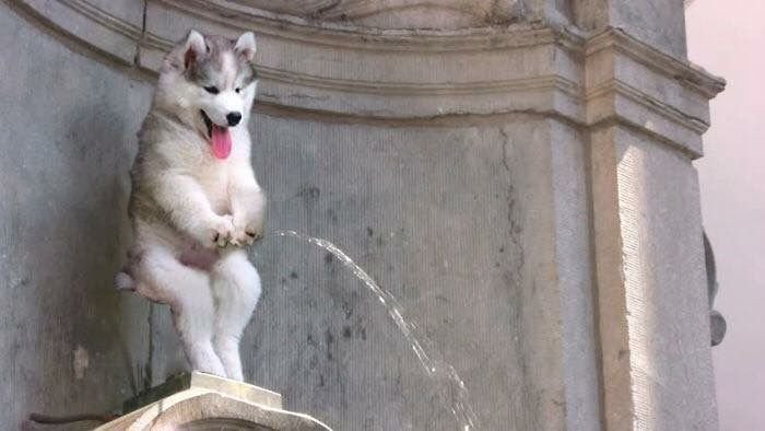 Хаски на задних лапах