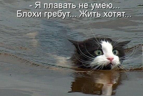 Смешной кот БЛОХАСТЫЙ