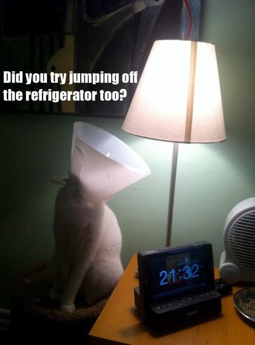 Кот с лампой Мем