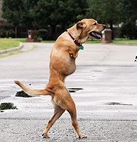 Собака без передних лап