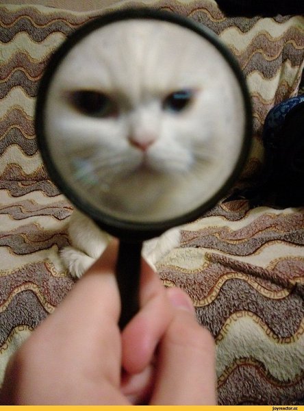 Котик смотрит в лупу