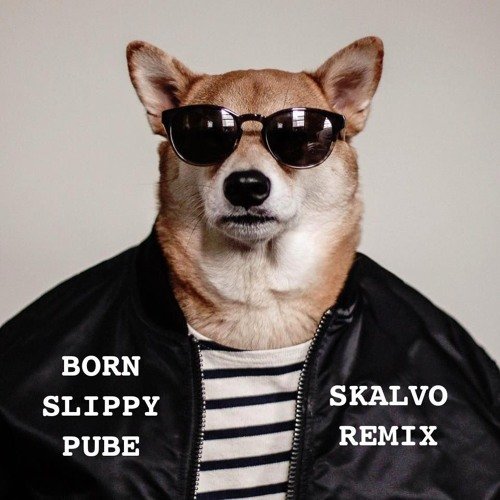 Собака в очках