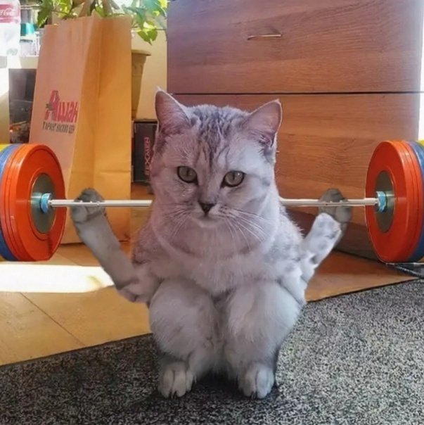 Мускулистые коты