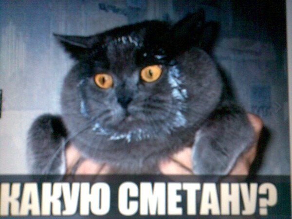 Кто съел сметану