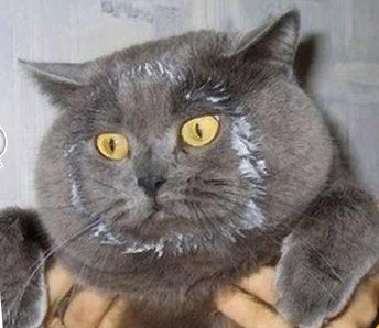 Коты демотиваторы