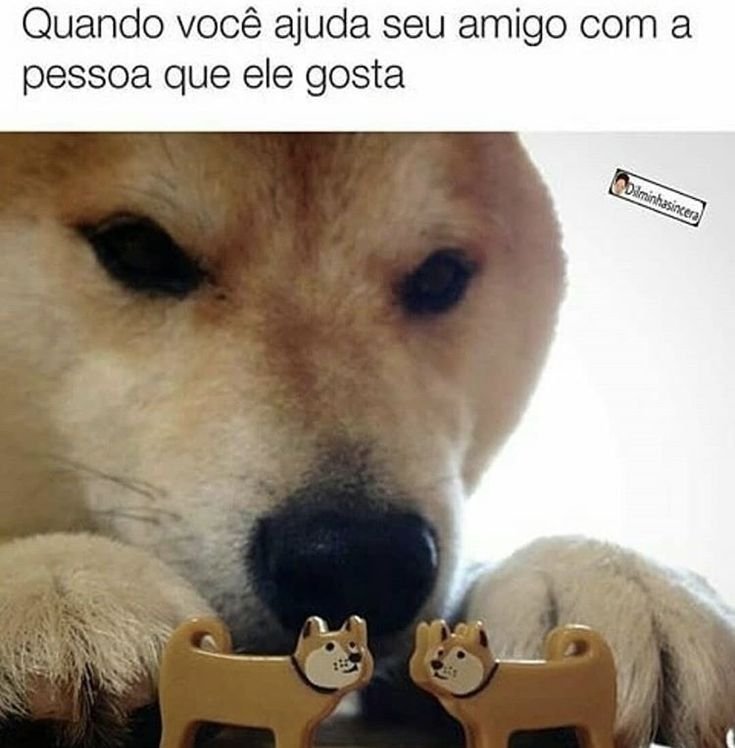 Мемы с собаками